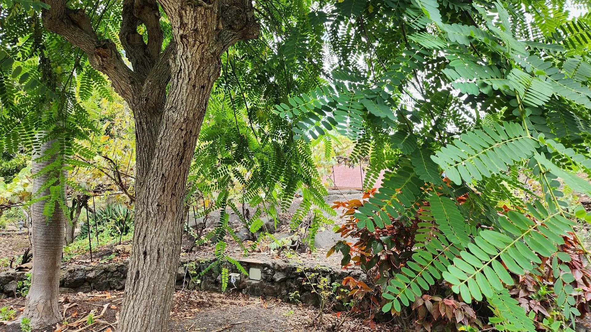 Oasis Hill Botanical Garden Villa Icod De Los Vinos 0*,  Spain