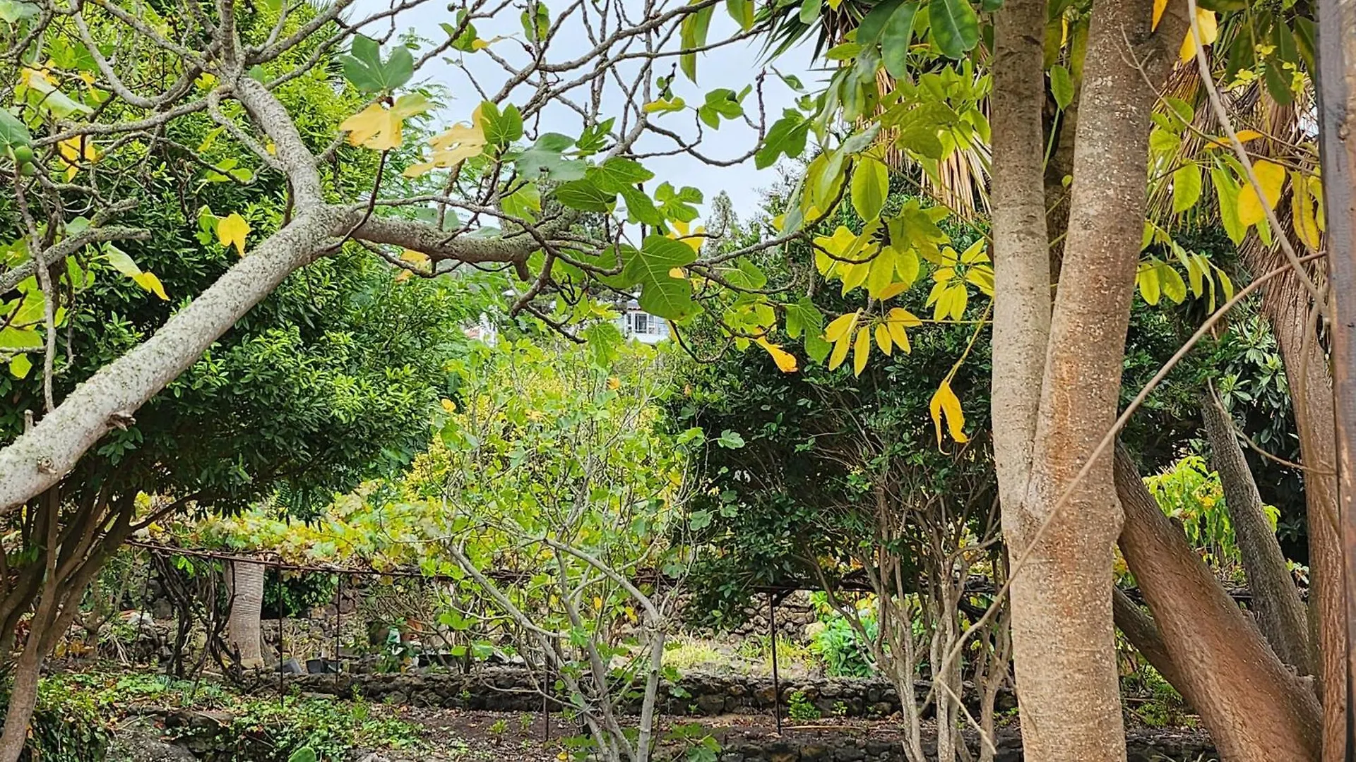 Oasis Hill Botanical Garden Villa Icod De Los Vinos Lodge